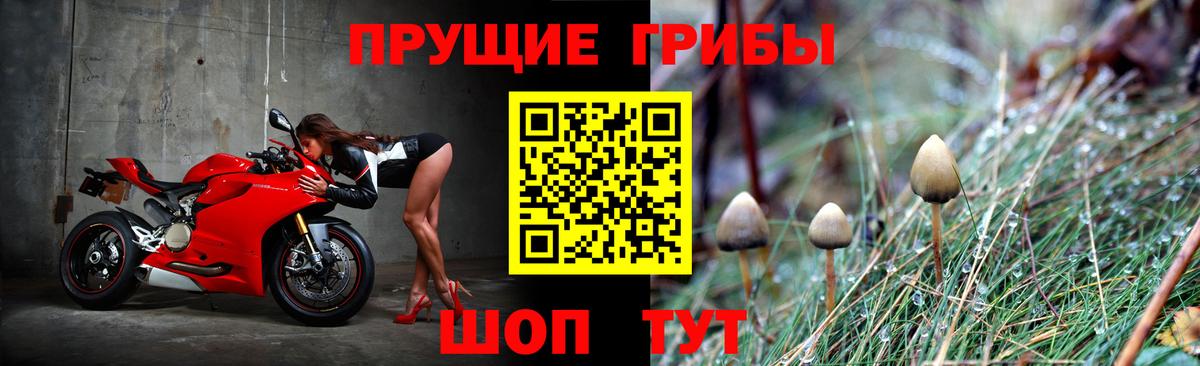 Галлюциногенные грибы Psilocybine cubensis Кореновск